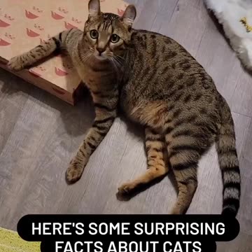 Did any of these surprise you? 😹 #viral #cats #surprise