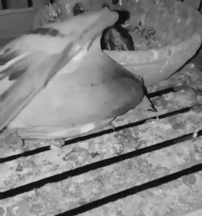 Nature of mother pigeon protecting baby pigeon till death from heatwave .mp4