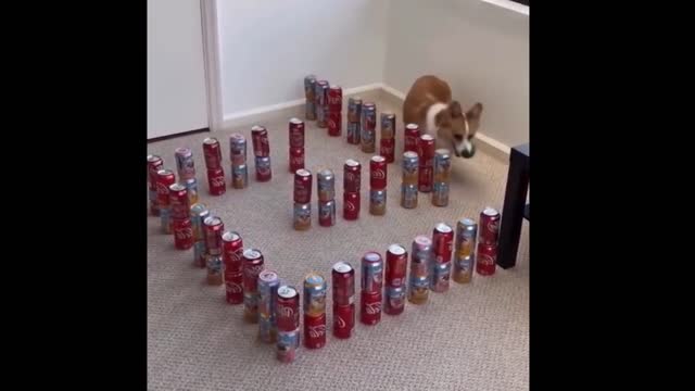 Super Cute Best Funny Cats and Dogs Compilation # Best 17