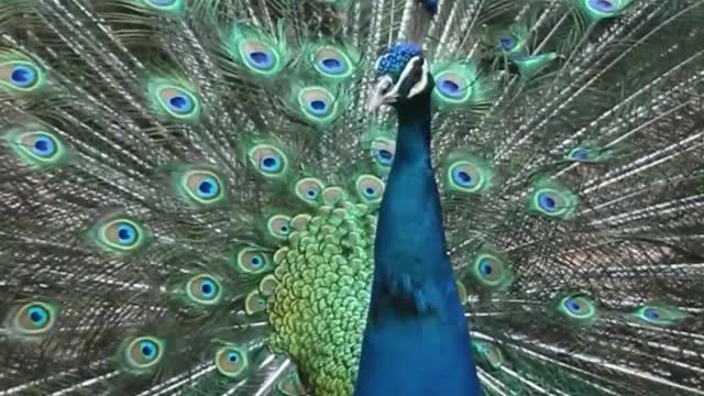 The peacock