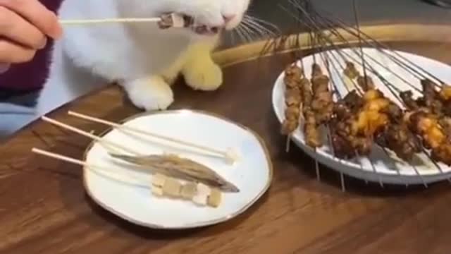 🐱🐱Cat so happy for this dinner😍😍
