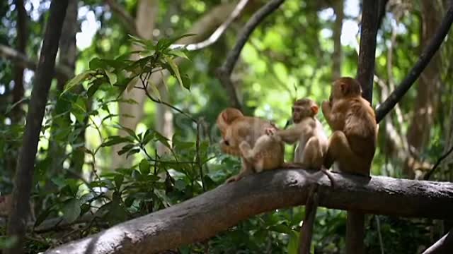 Monkey lives in a natural forest of Phuket Thailand.