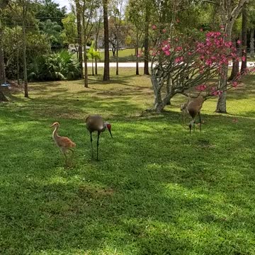 Sandhill Cranes April 2021