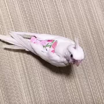 Minibuger cockatiel 15