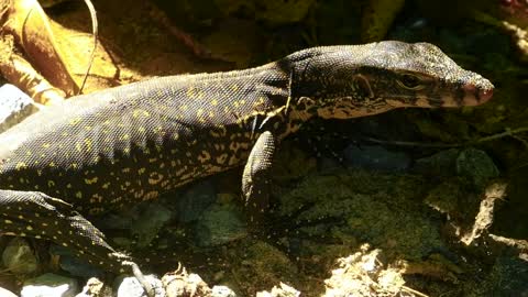 Lizard taking a sunbath