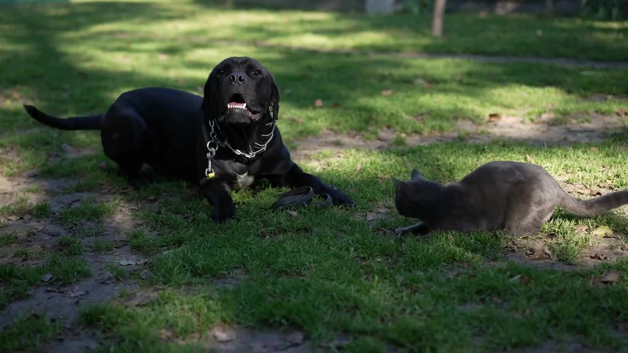 Cane Corso lying on green meadow barking sniffing cat approaching eating food