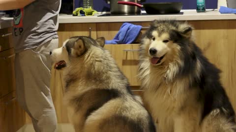 One of the most beautiful types of Husky dogs waiting for food from their nanny