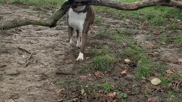 Dog Always Chooses the Big Sticks