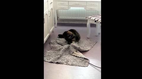 A Naughty Cat playing with the owner