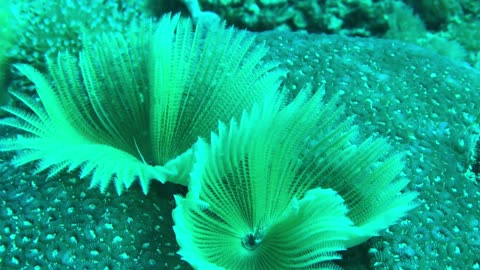 Mesmerising Closeup View of Feather Duster Worm - No Sound