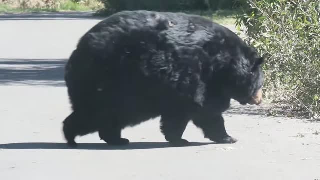 Fattest Bear I Have Ever Seen