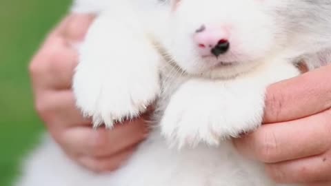 The only one who will never leave me is you, my dear puppy