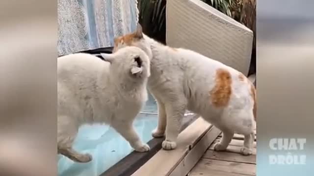 Essayer denepasrire chat