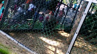 Baboon Trwoning Sand To Zoo Visitors