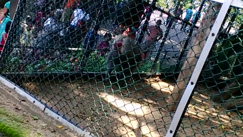 Baboon Trwoning Sand To Zoo Visitors