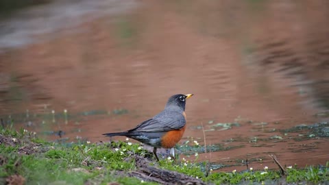 Black Bird Hopping Around Near a Body of Water