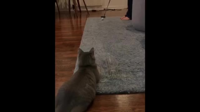 Cat helps the owner with he’s putting game