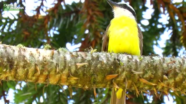 great song of a beautiful bird that exists in nature