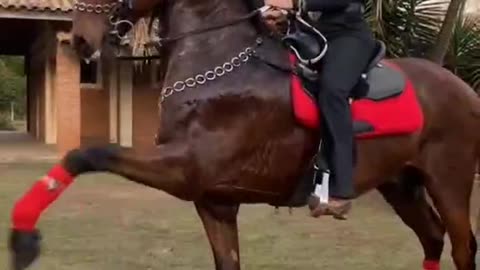 Horses and humans work perfectly together