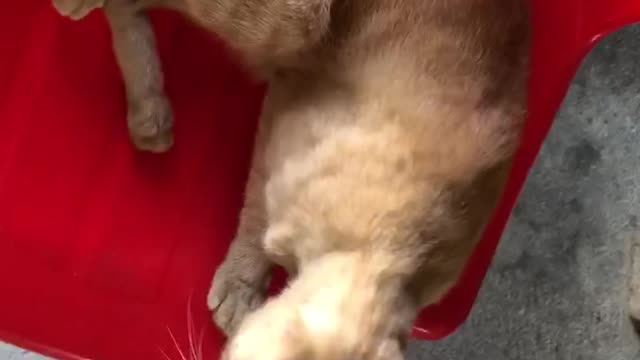 Cat Sleepy.