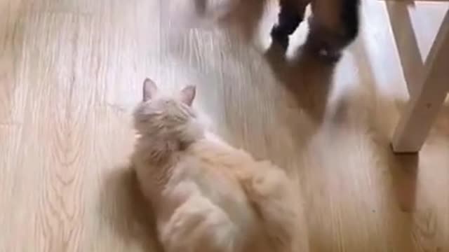 ⚠️ Funny cats, jokes and kitties 92 ⚠️