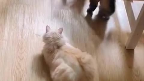 ⚠️ Funny cats, jokes and kitties 92 ⚠️