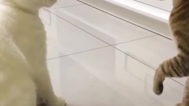 Cat saying i love you😊#shorts #funny