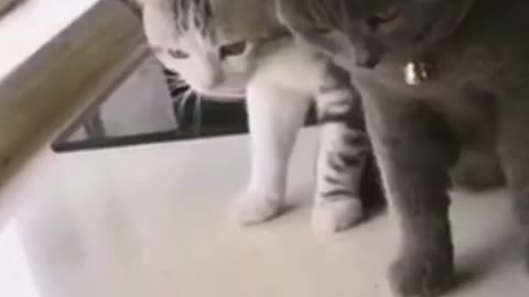 Try not to laugh! Check out these cute Cats and fish.Watch till the end!! Funny Animals