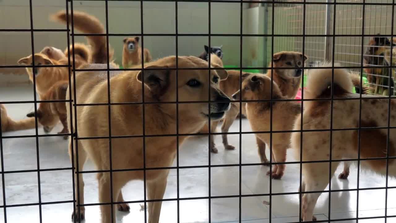 Unwanted and homeless dogs of different breeds in animal shelter