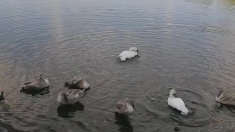 swans in the pond