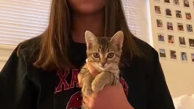 Funny cat video🐈😸