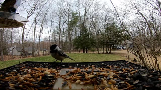 Tufted Titmouse and Chickadees