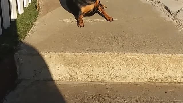 A Man Encouraging His Pet Dog To Go Down The Stair Steps