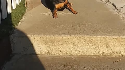 A Man Encouraging His Pet Dog To Go Down The Stair Steps