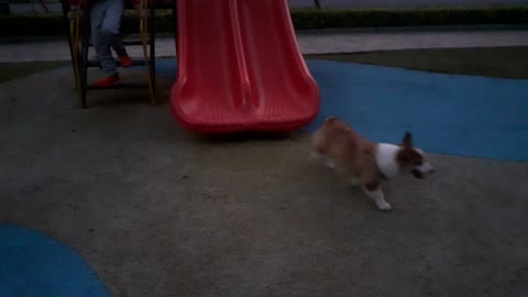 Cute Corgi dogs gliding slide