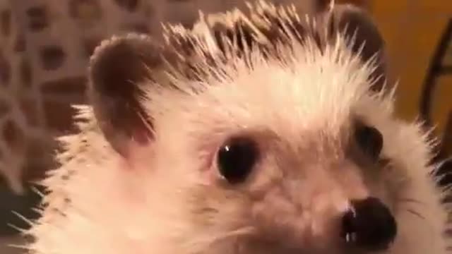 Hedgehog looking for food in the kitchen