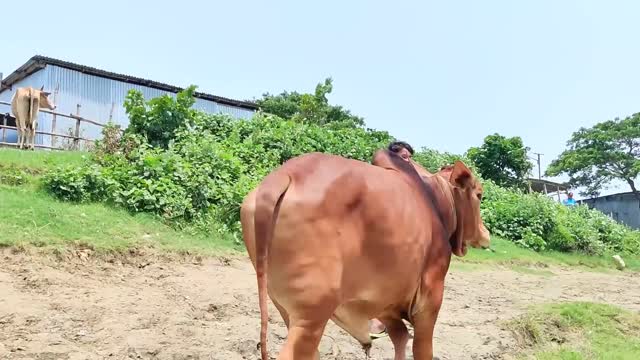 Cow uploading in pupoler cattle market