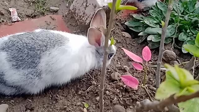 Cute rabbit survive