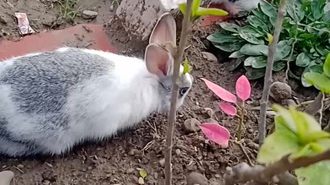 Cute rabbit survive