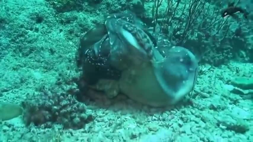 Moray Eel Vs Octopus