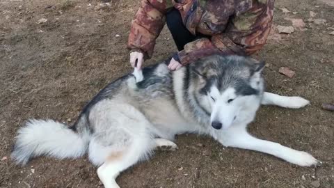 Interesting Caring Moment For Dog