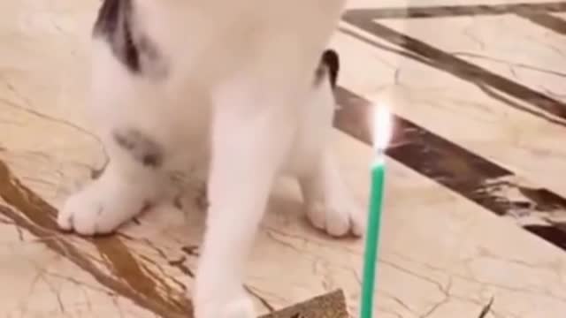 You'll never see funnier cat videos than these