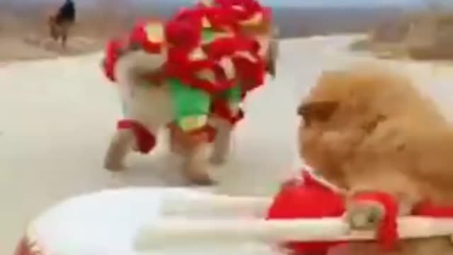 Cute dogs playing drums compilation