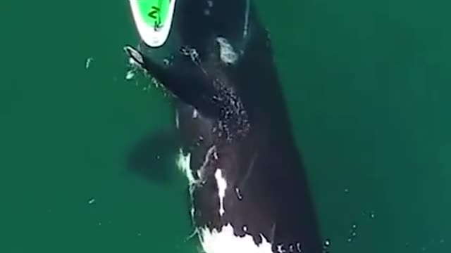 A rare sight! A whale nudges a surfboard to play with humans in Argentina.