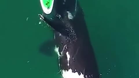 A rare sight! A whale nudges a surfboard to play with humans in Argentina.