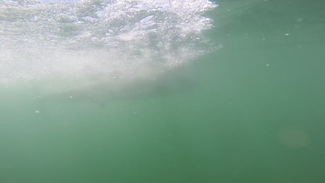 Close Call While Shark Cage Diving