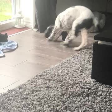 Pup sees a bone for the first time