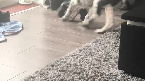 Pup sees a bone for the first time