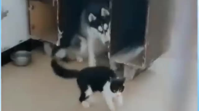 Funny Fight Between Cat vs Dog 😂 But Look at The Dog Reaction