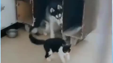 Funny Fight Between Cat vs Dog 😂 But Look at The Dog Reaction